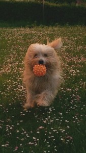 IMAG0081_1